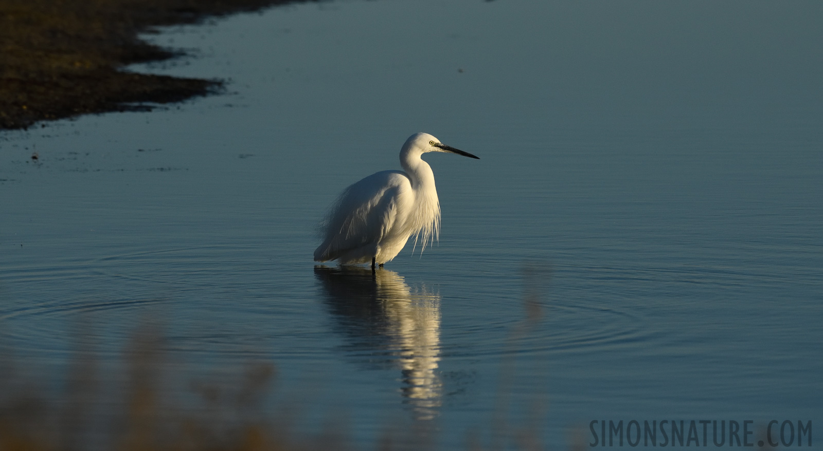 Egretta garzetta garzetta [400 mm, 1/4000 Sek. bei f / 9.0, ISO 1600]